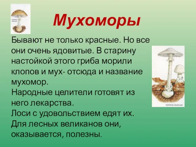 Мухоморы Бывают не только красные. Но все они очень ядовитые. В старину