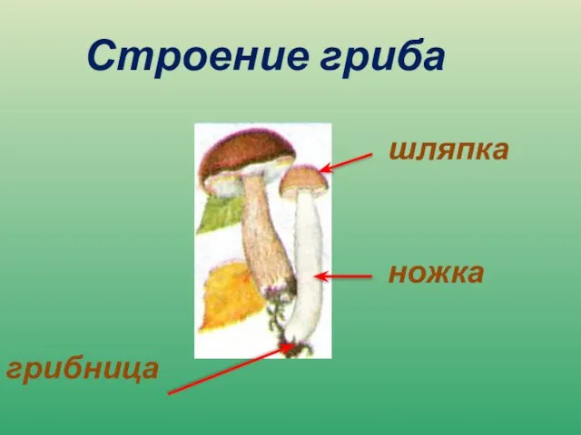 Строение гриба шляпка ножка грибница