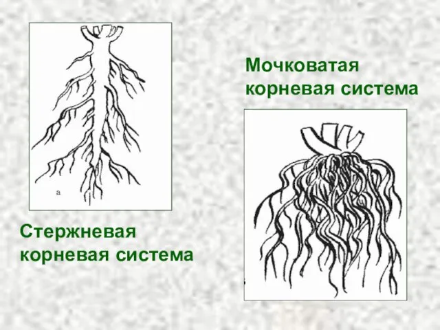 Стержневая корневая система Мочковатая корневая система