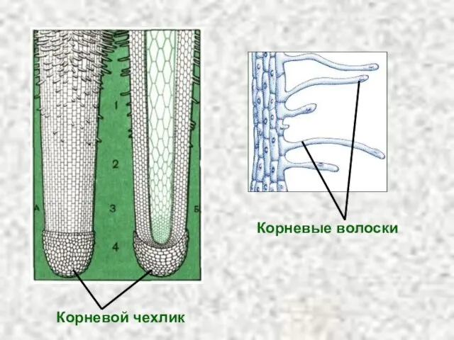 Корневой чехлик Корневые волоски