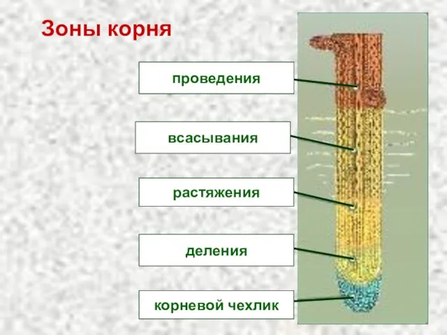 Зоны корня проведения всасывания растяжения деления корневой чехлик