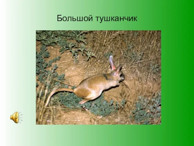 Большой тушканчик