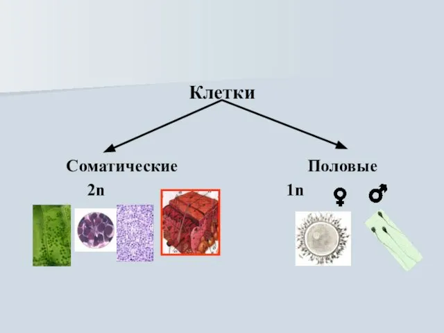 Клетки Соматические Половые 2n 1n