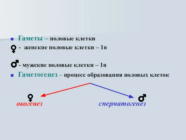 Гаметы – половые клетки - женские половые клетки – 1n - мужские