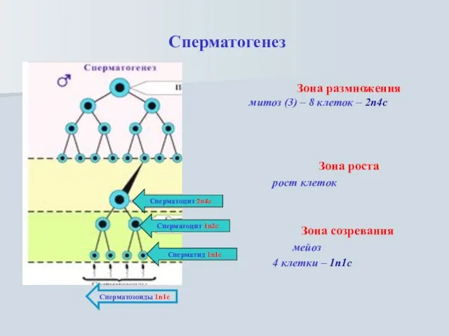 Сперматогенез Зона размножения митоз (3) – 8 клеток – 2n4c Зона роста