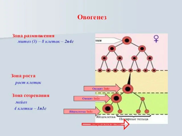 Овогенез Зона размножения митоз (3) – 8 клеток – 2n4c Зона роста