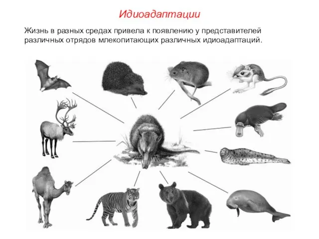 Жизнь в разных средах привела к появлению у представителей различных отрядов млекопитающих различных идиоадаптаций. Идиоадаптации