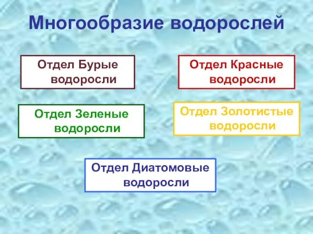 Многообразие водорослей Отдел Бурые водоросли Отдел Красные водоросли Отдел Золотистые водоросли Отдел