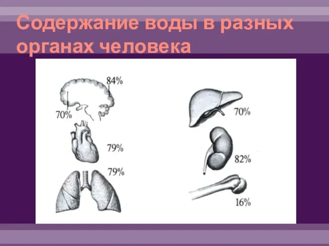 Содержание воды в разных органах человека