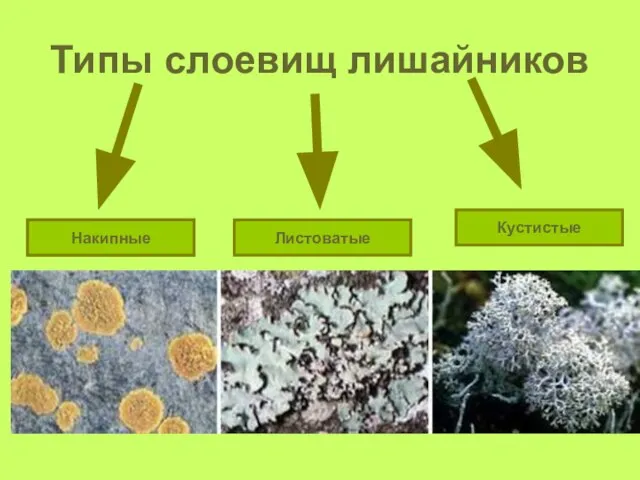 Типы слоевищ лишайников Накипные Листоватые Кустистые Накипные