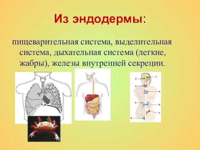 Из эндодермы: пищеварительная система, выделительная система, дыхательная система (легкие, жабры), железы внутренней секреции.