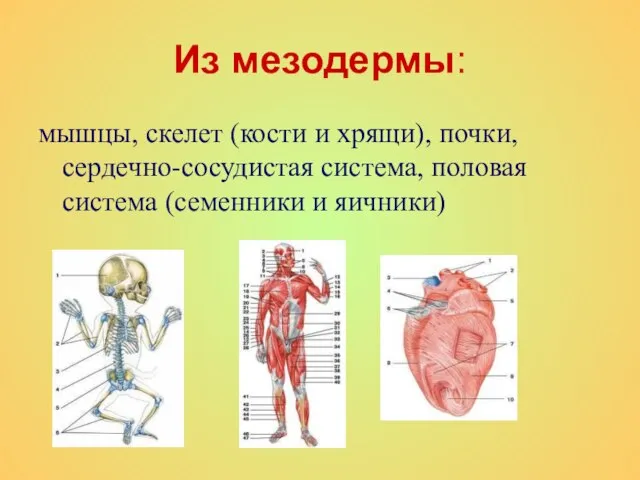 Из мезодермы: мышцы, скелет (кости и хрящи), почки, сердечно-сосудистая система, половая система (семенники и яичники)