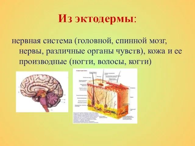 Из эктодермы: нервная система (головной, спинной мозг, нервы, различные органы чувств), кожа