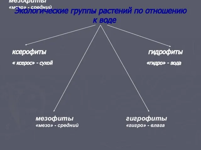 мезофиты «мезо» - средний Экологические группы растений по отношению к воде ксерофиты