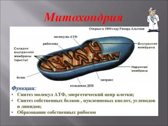 Митохондрия