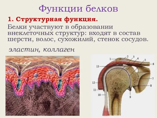 Функции белков 1. Структурная функция. Белки участвуют в образовании внеклеточных структур: входят