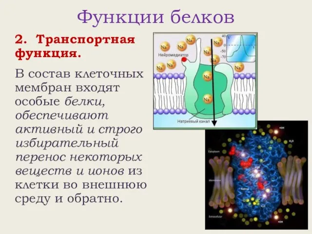 Функции белков 2. Транспортная функция. В состав клеточных мембран входят особые белки,