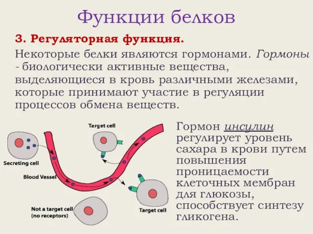 Функции белков 3. Регуляторная функция. Некоторые белки являются гормонами. Гормоны - биологически