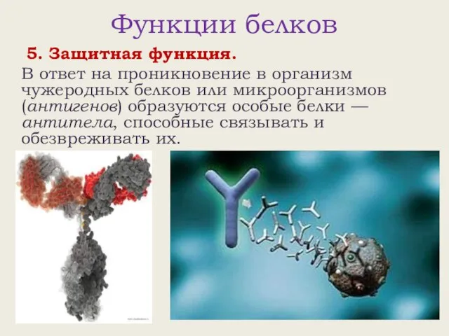 Функции белков 5. Защитная функция. В ответ на проникновение в организм чужеродных