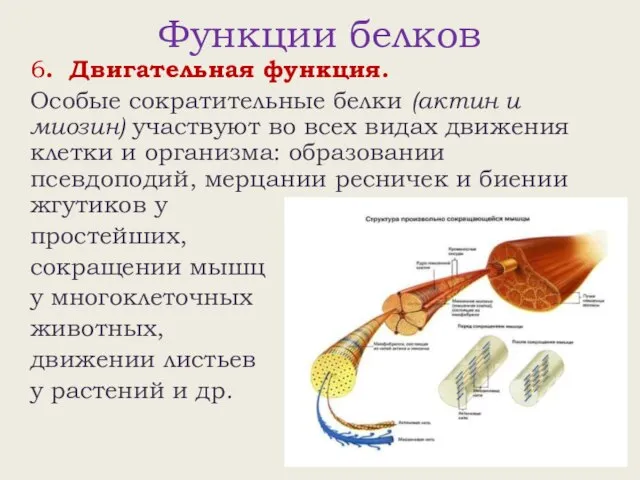 Функции белков 6. Двигательная функция. Особые сократительные белки (актин и миозин) участвуют