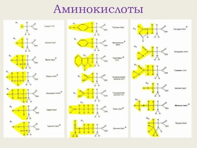 Аминокислоты