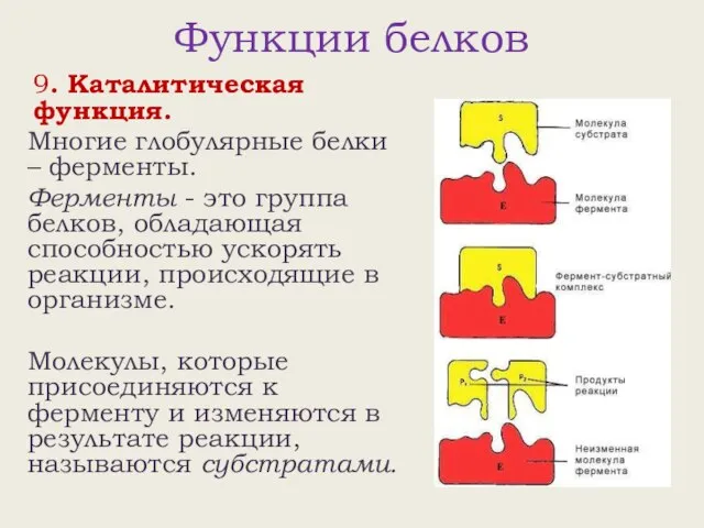 Функции белков 9. Каталитическая функция. Многие глобулярные белки – ферменты. Ферменты -