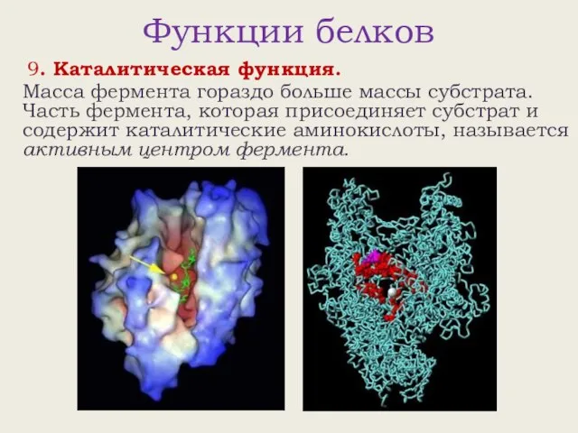 Функции белков 9. Каталитическая функция. Масса фермента гораздо больше массы субстрата. Часть