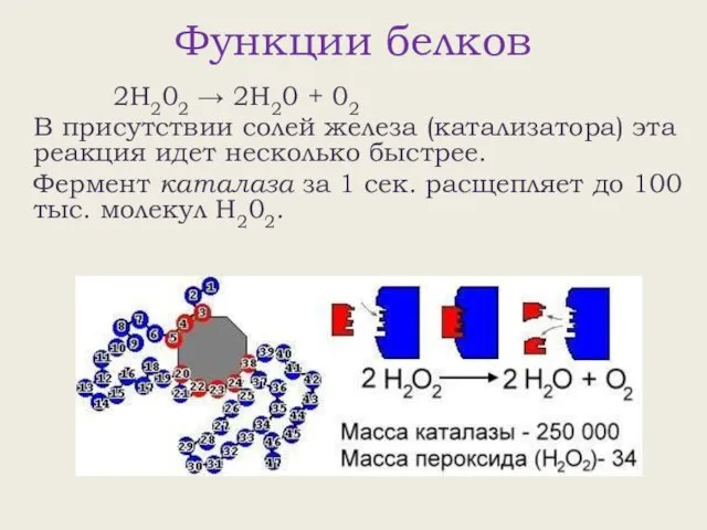 Функции белков 2Н202 → 2Н20 + 02 В присутствии солей железа (катализатора)