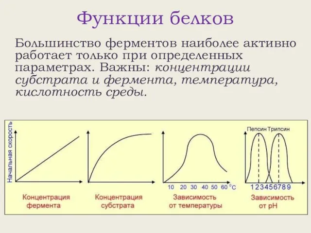 Функции белков Большинство ферментов наиболее активно работает только при определенных параметрах. Важны: