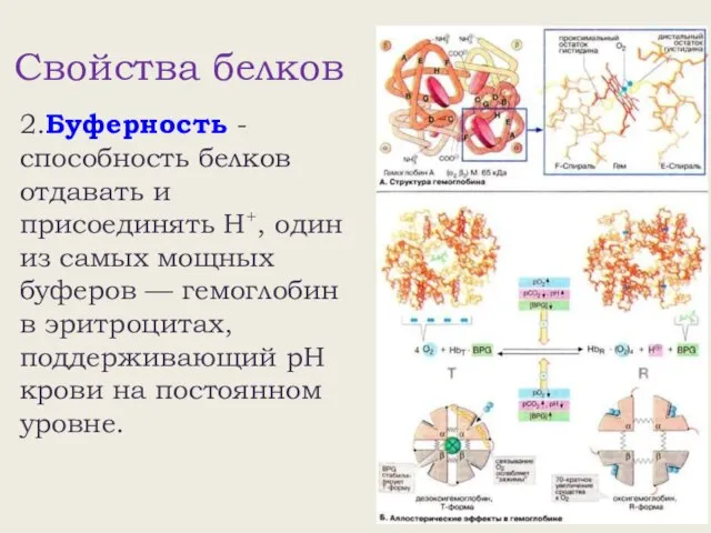 Свойства белков 2.Буферность - способность белков отдавать и присоединять Н+, один из