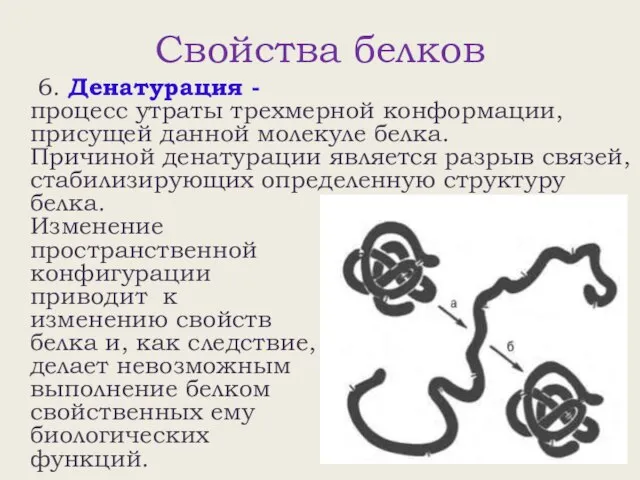 Свойства белков 6. Денатурация - процесс утраты трехмерной конформации, присущей данной молекуле