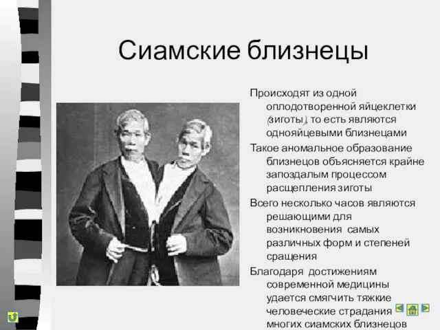 Сиамские близнецы Происходят из одной оплодотворенной яйцеклетки (зиготы), то есть являются однояйцевыми