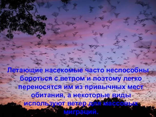 Летающие насекомые часто неспособны бороться с ветром и поэтому легко переносятся им