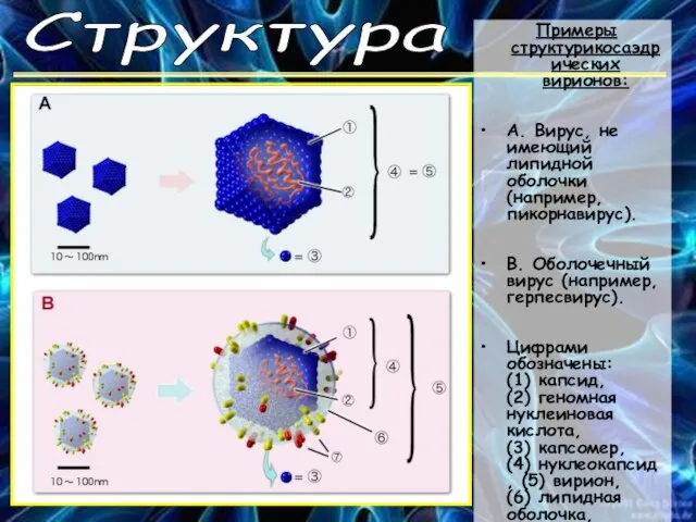 Структура Примеры структурикосаэдрических вирионов: А. Вирус, не имеющий липидной оболочки (например, пикорнавирус).