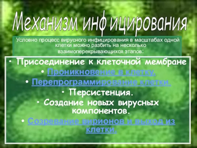 Условно процесс вирусного инфицирования в масштабах одной клетки можно разбить на несколько