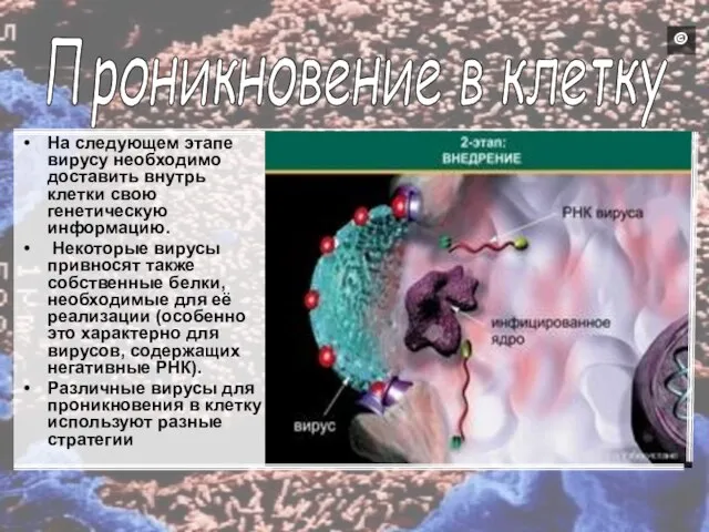 На следующем этапе вирусу необходимо доставить внутрь клетки свою генетическую информацию. Некоторые