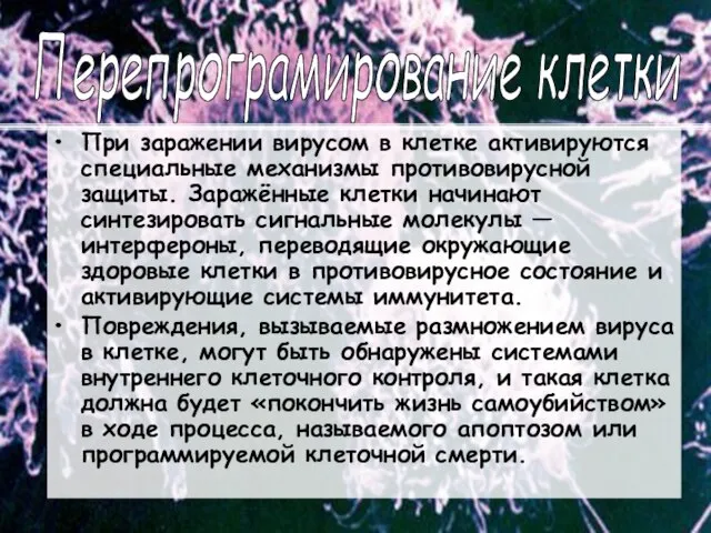 При заражении вирусом в клетке активируются специальные механизмы противовирусной защиты. Заражённые клетки