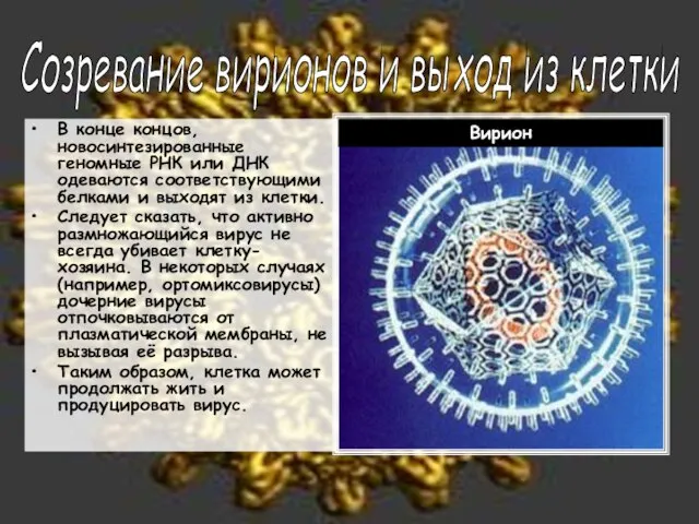 В конце концов, новосинтезированные геномные РНК или ДНК одеваются соответствующими белками и