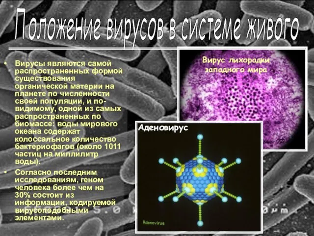 Вирусы являются самой распространенных формой существования органической материи на планете по численности