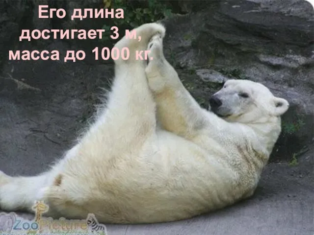 Его длина достигает 3 м, масса до 1000 кг.