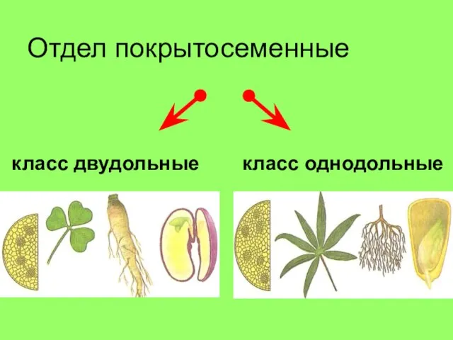 Отдел покрытосеменные класс двудольные класс однодольные