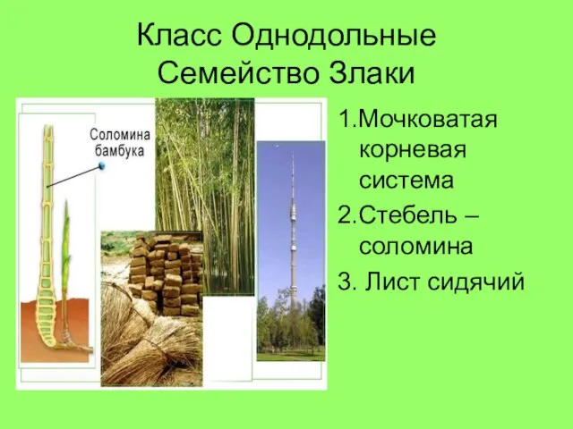 Класс Однодольные Семейство Злаки 1.Мочковатая корневая система 2.Стебель – соломина 3. Лист сидячий