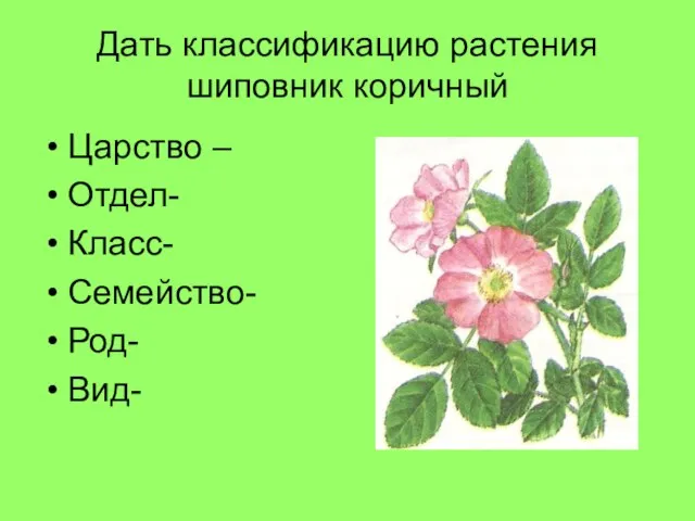 Дать классификацию растения шиповник коричный Царство – Отдел- Класс- Семейство- Род- Вид-