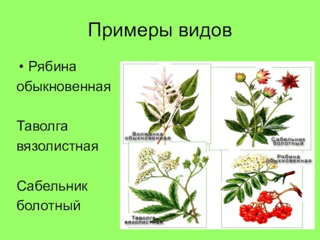 Примеры видов Рябина обыкновенная Таволга вязолистная Сабельник болотный