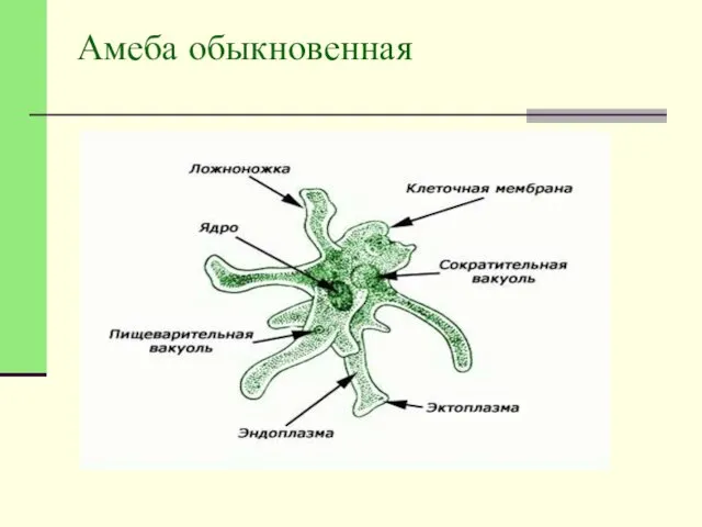 Амеба обыкновенная