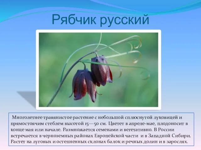 Рябчик русский Многолетнее травянистое растение с небольшой сплюснутой луковицей и прямостоячим стеблем