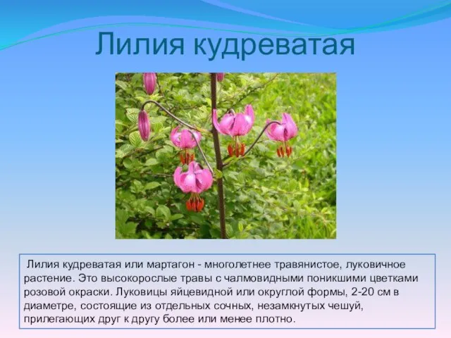 Лилия кудреватая Лилия кудреватая или мартагон - многолетнее травянистое, луковичное растение. Это