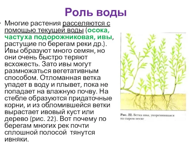 Роль воды Многие растения расселяются с помощью текущей воды (осока, частуха подорожниковая,