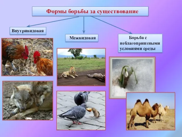 Формы борьбы за существование Внутривидовая Межвидовая Борьба с неблагоприятными условиями среды