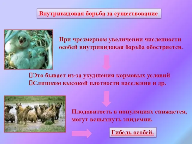 При чрезмерном увеличении численности особей внутривидовая борьба обостряется. Это бывает из-за ухудшения